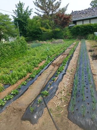 매실9654님의 자유주제 · 자유게시판 작성글 사진