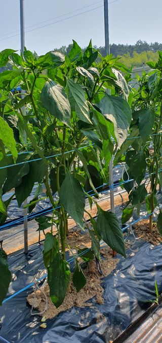 팜모닝회원 성주 님의 자유주제 · 자유게시판 작성글 사진