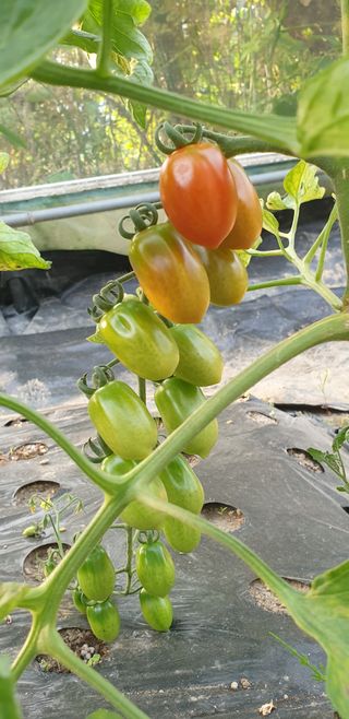 박선화님의 토마토 · 영농일지 작성글 사진