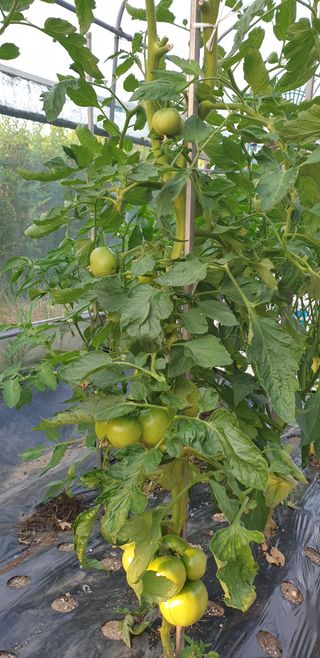 박선화님의 토마토 · 영농일지 작성글 사진