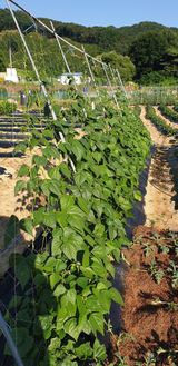 팜모닝 콩·영농일지 게시글 이미지