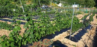 텃밭농부님의 콩 · 영농일지 작성글 사진