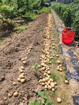 팜모닝 감자·영농일지 게시글 이미지