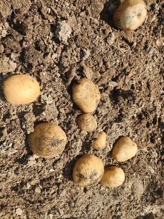 조용오님의 감자 · 영농일지 작성글 사진