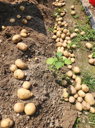 조용오님의 감자 · 영농일지 작성글 사진
