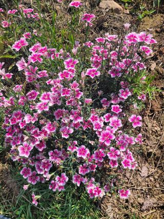 음악사랑님의 자유주제 · 자유게시판 작성글 사진