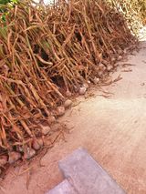 팜모닝 마늘·영농일지 게시글 이미지