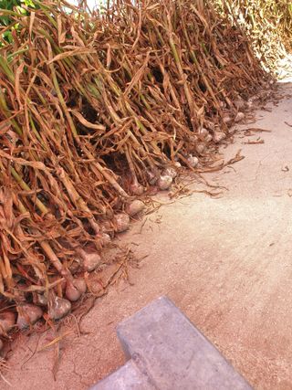 신태상님의 마늘 · 영농일지 작성글 사진