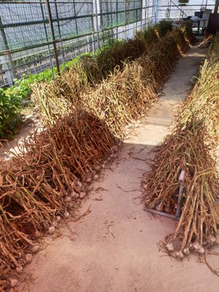 신태상님의 마늘 · 영농일지 작성글 사진