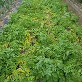 팜모닝 감자·병해충상담 게시글 이미지