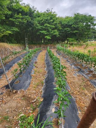 동산에살으리.님의 고추 · 영농일지 작성글 사진
