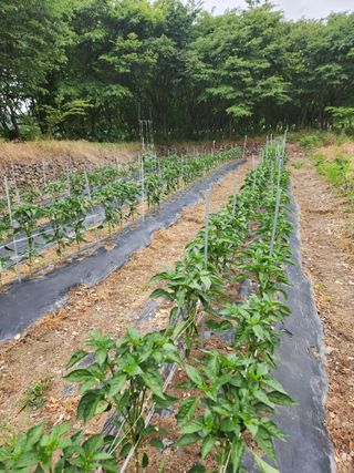동산에살으리.님의 고추 · 영농일지 작성글 사진