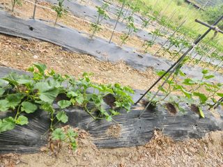 동산에살으리.님의 고추 · 영농일지 작성글 사진