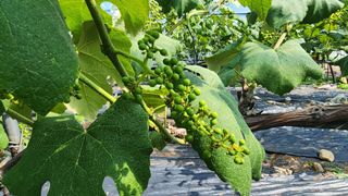 운악산돌밭포도님의 포도 · 영농일지 작성글 사진