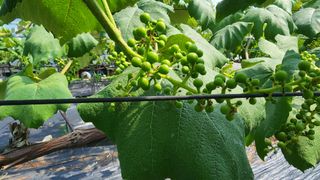 운악산돌밭포도님의 포도 · 영농일지 작성글 사진