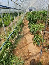 팜모닝 고추·영농일지 게시글 이미지