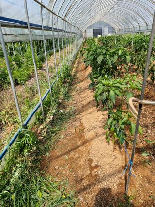 김흥수 님의 고추 · 영농일지 작성글 사진