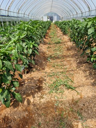 김흥수 님의 고추 · 영농일지 작성글 사진