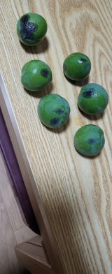 팜모닝 자두·병해충상담 게시글 이미지