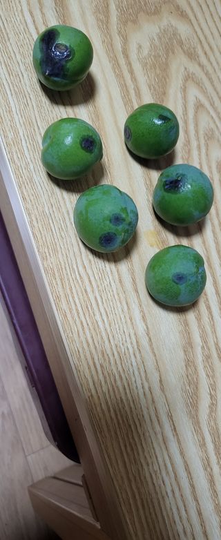 🙌이 낭규님의 자두 · 병해충상담 작성글 사진