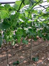 팜모닝 포도·영농일지 게시글 이미지