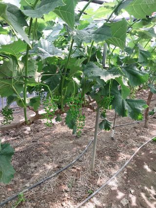 미성농장님의 포도 · 영농일지 작성글 사진