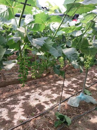 미성농장님의 포도 · 영농일지 작성글 사진