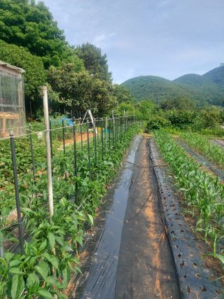 얼큰이님의 자유주제 · 자유게시판 작성글 사진