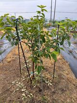 팜모닝 감·병해충상담 게시글 이미지