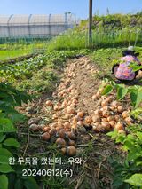 팜모닝 양파·영농일지 게시글 이미지