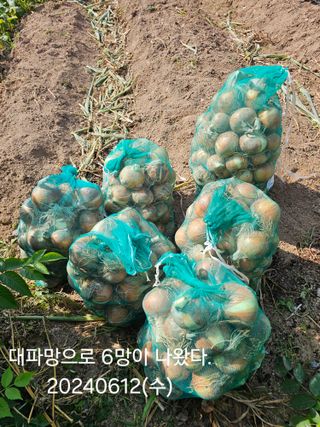 박지우님의 양파 · 영농일지 작성글 사진
