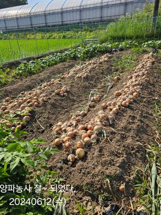 박지우님의 양파 · 영농일지 작성글 사진