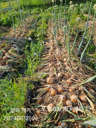 박지우님의 양파 · 영농일지 작성글 사진