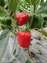 팜모닝 자유주제·자유게시판 게시글 이미지