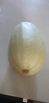 팜모닝 호박·영농일지 게시글 이미지