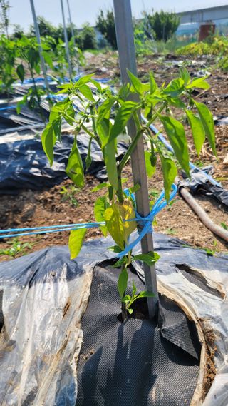 포항 농민66님의 고추 · 병해충상담 작성글 사진