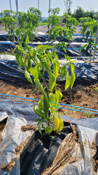 포항 농민66님의 고추 · 병해충상담 작성글 사진