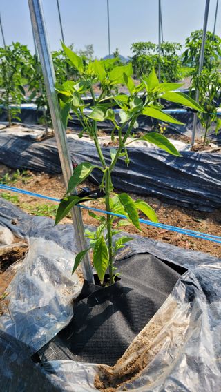 포항 농민66님의 고추 · 병해충상담 작성글 사진