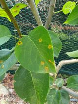 팜모닝 배·병해충상담 게시글 이미지