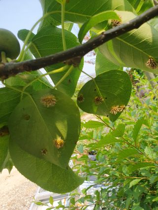 이순희님의 배 · 병해충상담 작성글 사진