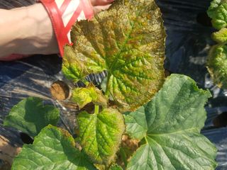 개농소농님의 기타작물 · 병해충상담 작성글 사진