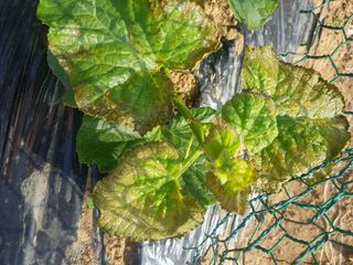 개농소농님의 기타작물 · 병해충상담 작성글 사진