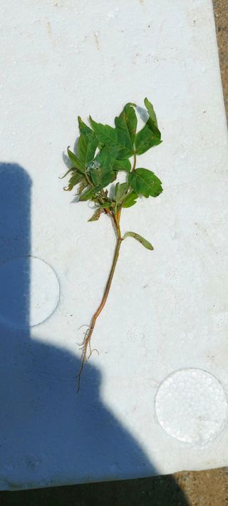 양수님의 농사, 무엇이든 물어보세요! · 참여글 작성글 사진