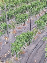 팜모닝 고추·영농일지 게시글 이미지