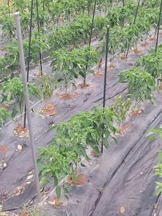 김석율님의 고추 · 영농일지 작성글 사진