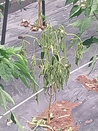 김석율님의 고추 · 영농일지 작성글 사진