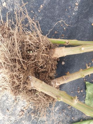 김석율님의 고추 · 영농일지 작성글 사진