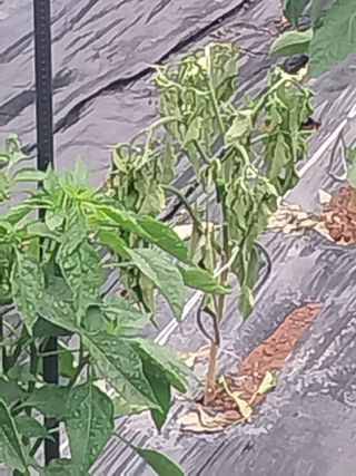 김석율님의 고추 · 영농일지 작성글 사진