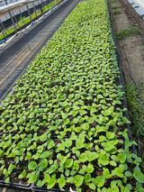 팜모닝 기타작물·영농일지 게시글 이미지