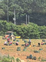 팜모닝 감자·영농일지 게시글 이미지